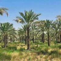 نخل پالم فنیکس|خدمات باغبانی و درختکاری|محلات, |دیوار