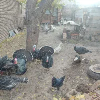 قوغاز و بوقلمون