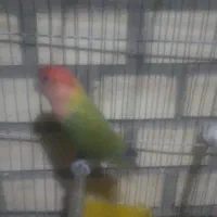 عروس هلندی آلبینو سخنگو ،طوطی برزیلی|پرنده|قدس, شهرک صنعتی زاگرس|دیوار