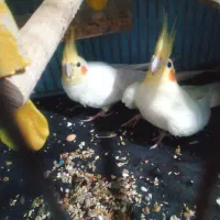 عروس هلندی