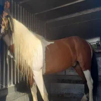 اسب پونی ابلغ بسیار زیبا