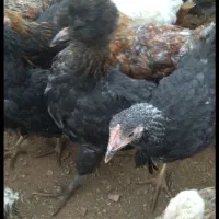 مرغ چهار ماهه