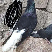 اشعل دمسفید