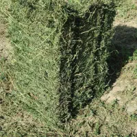 یونجه بشرط