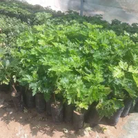 نهال انجیر و انگور و گل|گل و گیاه طبیعی|شیراز, دانشکده دامپزشکی شیراز|دیوار