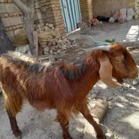 بز سرحال. جوان