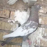 کبوتر یا کفتر|پرنده|مرودشت, ابوذر شمالی|دیوار