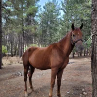 اسب مادیان|اسب و تجهیزات اسب‌سواری|پاسارگاد, |دیوار