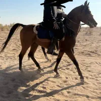 اسب نریون عرب دوسر