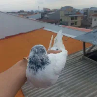 کفتر کبوتر