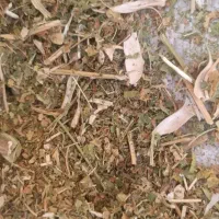 کاه عدس (گندی) نو