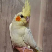 عروس هلندی بالغ لوتینو|پرنده|شهرضا, |دیوار