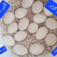 فقط تخم مرغ گلین گلچین شده مرغ و خروس