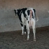 گاو شیری|حیوانات مزرعه|شیراز, بید زرد|دیوار