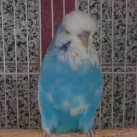 مرغ عشق انگلیسی گرید A|پرنده|اسلامشهر, باغ فیض|دیوار