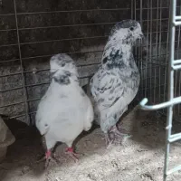 کفتر پرشی کهنه کفتر بشرط|پرنده|فولادشهر, B1|دیوار