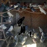 انواع نژاد کفتر