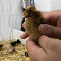 جوجه محلی جوجه کاکلی جوجه گردن لخت|حیوانات مزرعه|آستارا, |دیوار