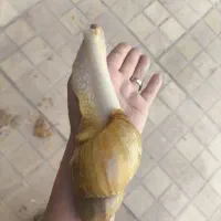 حلزون سوپر فوق مولد