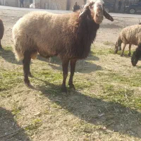 قوچ|حیوانات مزرعه|اصفهان, لیمجیر|دیوار