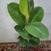 هر گلی بخوای موجوده فیکوس باکیفیت قد بلند فقط ۱۱۰|گل و گیاه طبیعی|اصفهان, باغ فدک|دیوار