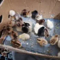 نوشابه کوکا