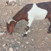 چپش نر