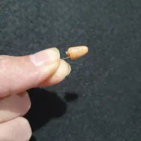 هندزفری نامرئ|لوازم جانبی موبایل و تبلت|شیراز, غدیر شمالی|دیوار