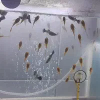 انواع کت ۱۰۰۰۰۰تومان|ماهی|تهران, تهرانسر غربی|دیوار