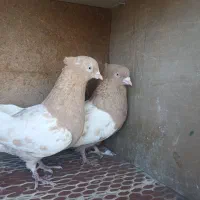 کفتر رنگی کله زرد.کله سرخ|پرنده|رباط‌کریم, شهرک صنعتی زواره‌ای|دیوار