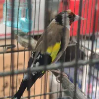 سهره|پرنده|قیامدشت - خاورشهر, |دیوار