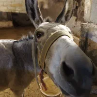 الاغ،ماده،گوسفندی