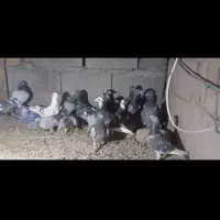 چخ المانی زدوخورد