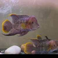 ماهی گرینتیلور AAA|ماهی|تهران, جوادیه تهرانپارس|دیوار