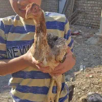 جوجه مرغ و خروس لاری|حیوانات مزرعه|دشتابی, |دیوار