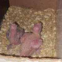 عروس هلندی|پرنده|مشهد, شهرک شهید باهنر|دیوار