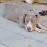 فروش پیت بول آمرکین