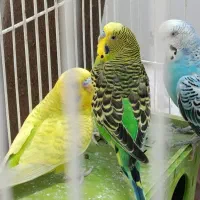 مرغ عشق|پرنده|جم, |دیوار