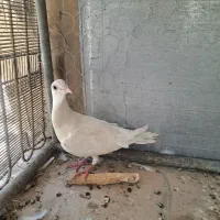 کبوتر زاجرسفید