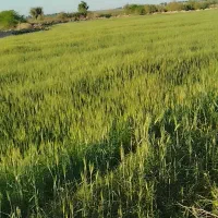 زمین-کشاورزی-2-5-کتار-چعب