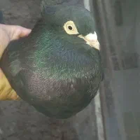 زاغ نره ملقی بایه جفت زاغ ساده