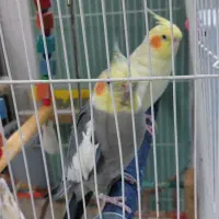 عروس هلندی|پرنده|گلستان (تهران), |دیوار