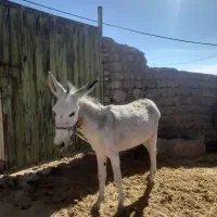 الاغ|حیوانات مزرعه|چگنی, |دیوار