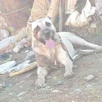 سگ سرابی و ساله و گله‌دار و نگهبان خوبی