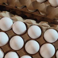 کارگر تخم مرغ جمع کن خانم و آقا
