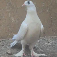 کبوتر تزئینی دم چتری پرپا|پرنده|قم, پردیسان|دیوار
