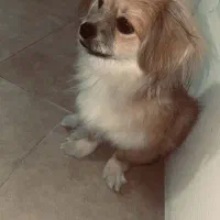 سگ پامرانین