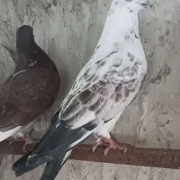 کفتر. کبوتر