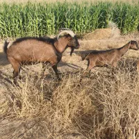 نر بز آلپاین|حیوانات مزرعه|مرودشت, رامجرد یک|دیوار