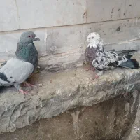کبوتر پُر
